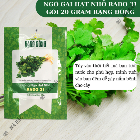 Hạt Giống Ngò Hạt Nhỏ RADO 31 (Gói 20g~3000 Hạt) Rạng Đông, Ngò Rí Dễ Chăm, Kháng Bệnh Tốt, Trồng Quanh Năm