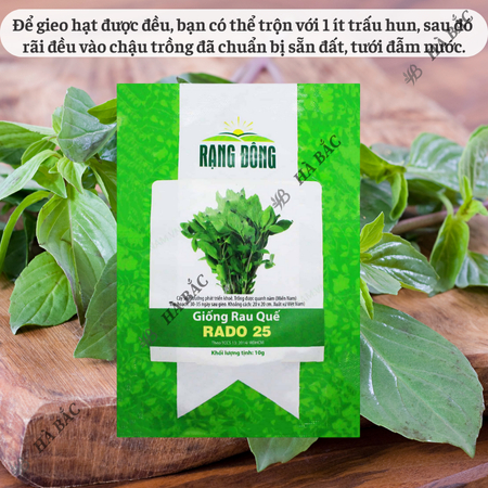 Hạt Giống Quế Lá To RADO 25 (Gói 10g~5000 Hạt) Rạng Đông, Thu Hoạch Nhiều Lần, Trồng Quanh Năm