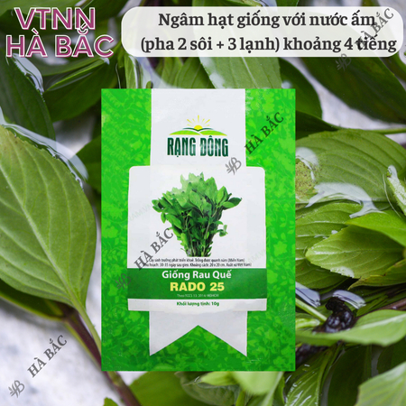 Hạt Giống Quế Lá To RADO 25 (Gói 10g~5000 Hạt) Rạng Đông, Thu Hoạch Nhiều Lần, Trồng Quanh Năm