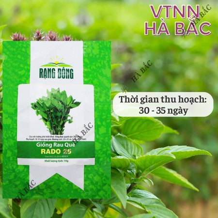 Hạt Giống Quế Lá To RADO 25 (Gói 10g~5000 Hạt) Rạng Đông, Thu Hoạch Nhiều Lần, Trồng Quanh Năm