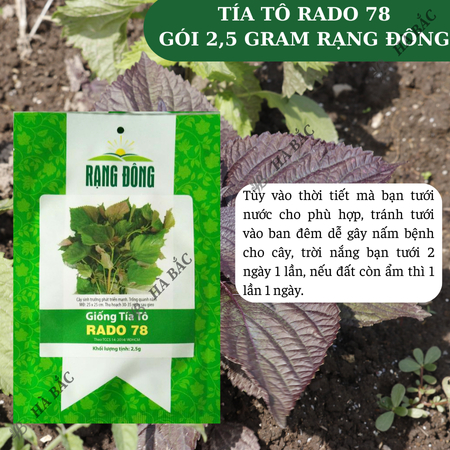 Hạt Giống Tía Tô RADO 78 (Gói 2,5g~1400 Hạt) Rạng Đông, Cao Sản, Nảy Mầm Tốt, Dễ Chăm Sóc, Trồng Năm Năm