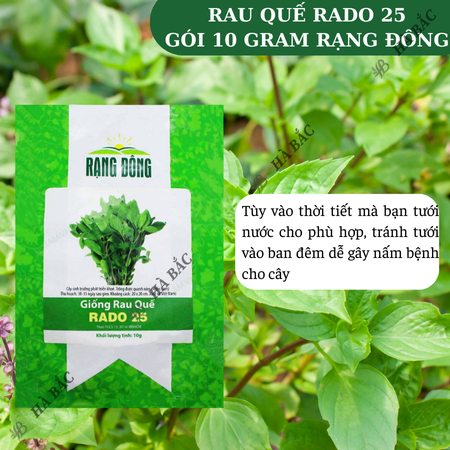Hạt Giống Quế Lá To RADO 25 (Gói 10g~5000 Hạt) Rạng Đông, Thu Hoạch Nhiều Lần, Trồng Quanh Năm