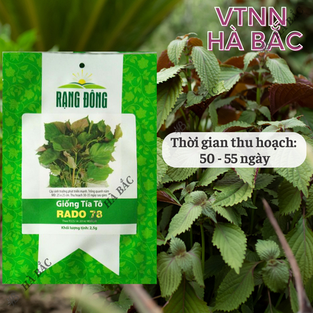 Hạt Giống Tía Tô RADO 78 (Gói 2,5g~1400 Hạt) Rạng Đông, Cao Sản, Nảy Mầm Tốt, Dễ Chăm Sóc, Trồng Năm Năm
