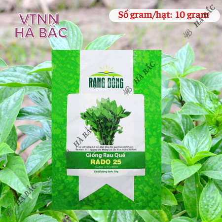 Hạt Giống Quế Lá To RADO 25 (Gói 10g~5000 Hạt) Rạng Đông, Thu Hoạch Nhiều Lần, Trồng Quanh Năm
