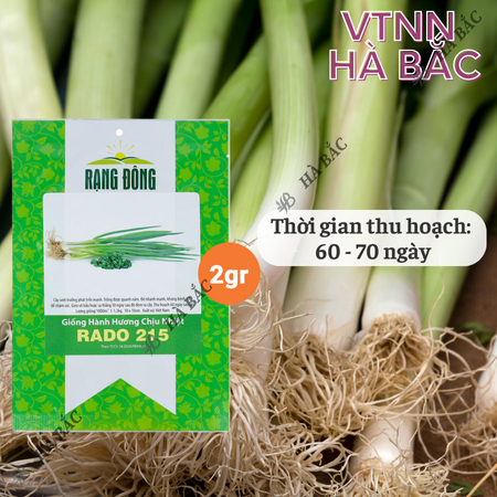 Hạt Giống Hành Hương Chịu Nhiệt RADO 215 (Gói 2g~600 Hạt) Rạng Đông Sinh Trưởng Mạnh, Trồng Quanh Năm