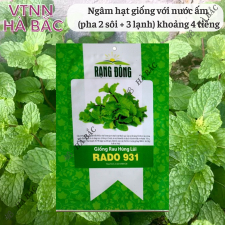 Hạt Giống Húng Lủi RADO 931 (Gói 0,2g~700 Hạt) Rạng Đông, Thu Hoạch Nhiều Lần,Trồng Quanh Năm