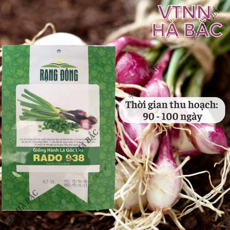 Hạt Giống Hành Lá Gốc Tím RADO 938 (Gói 2g~300 Hạt) Rạng Đông, Trồng Quanh Năm, Gốc To, Khỏe