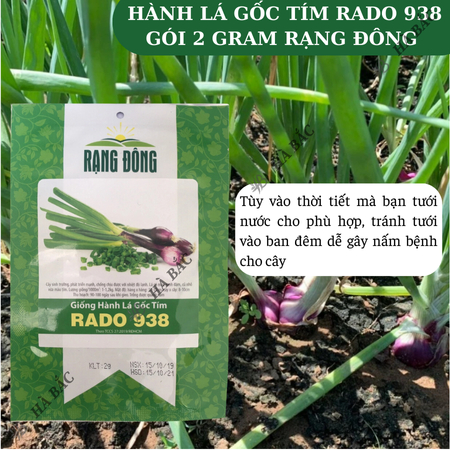 Hạt Giống Hành Lá Gốc Tím RADO 938 (Gói 2g~300 Hạt) Rạng Đông, Trồng Quanh Năm, Gốc To, Khỏe