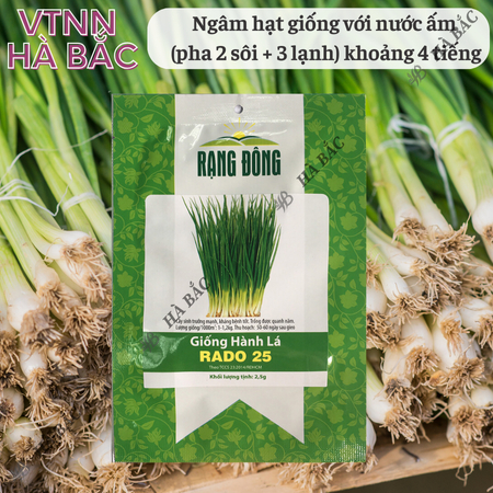 Hạt Giống Hành Lá RADO 25 (Gói 2,5g~700 Hạt) Rạng Đông, Cây Phát Triển Mạnh, Trồng Quanh Năm, Dễ Chăm Sóc