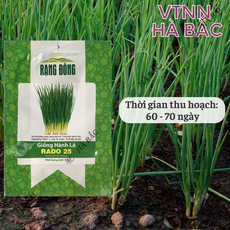 Hạt Giống Hành Lá RADO 25 (Gói 2,5g~700 Hạt) Rạng Đông, Cây Phát Triển Mạnh, Trồng Quanh Năm, Dễ Chăm Sóc