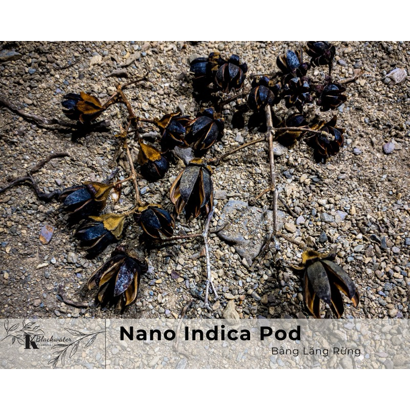 Nano Indica Pod |Quả Bằng Lăng Rừng | Trang trí bể Thủy Sinh, Biotope ...