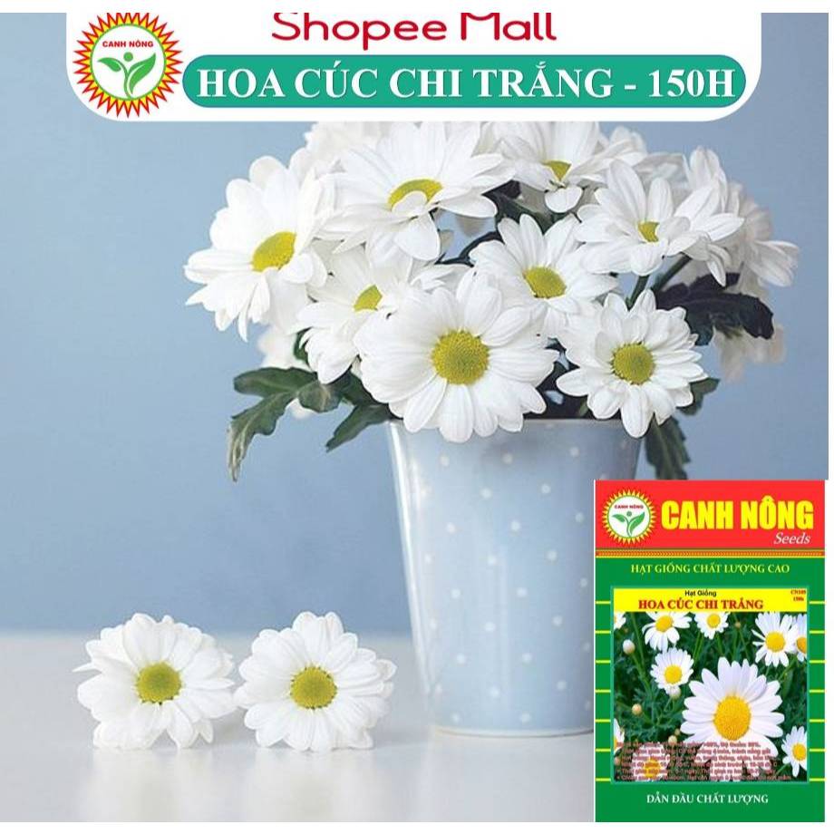Hạt giống Hoa Cúc Chi Trắng (0,3g~150 hạt) nhụy vàng, hoa trắng, trồng quanh năm - Hạt giống CANH NÔNG