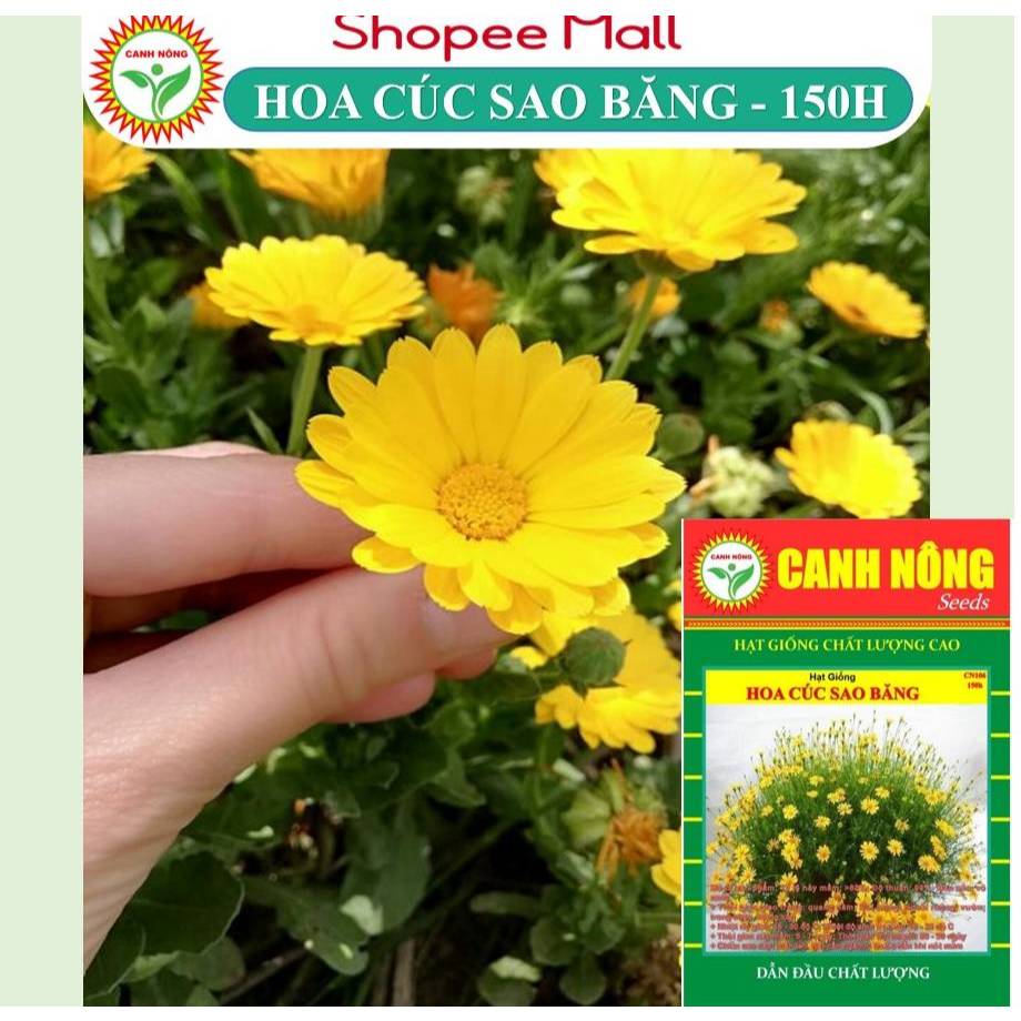 Hạt giống Hoa Cúc Sao Băng (0,03g~150 hạt) trồng chậu, hoa nở đều, liên tục, màu vàng - Hạt giống CANH NÔNG