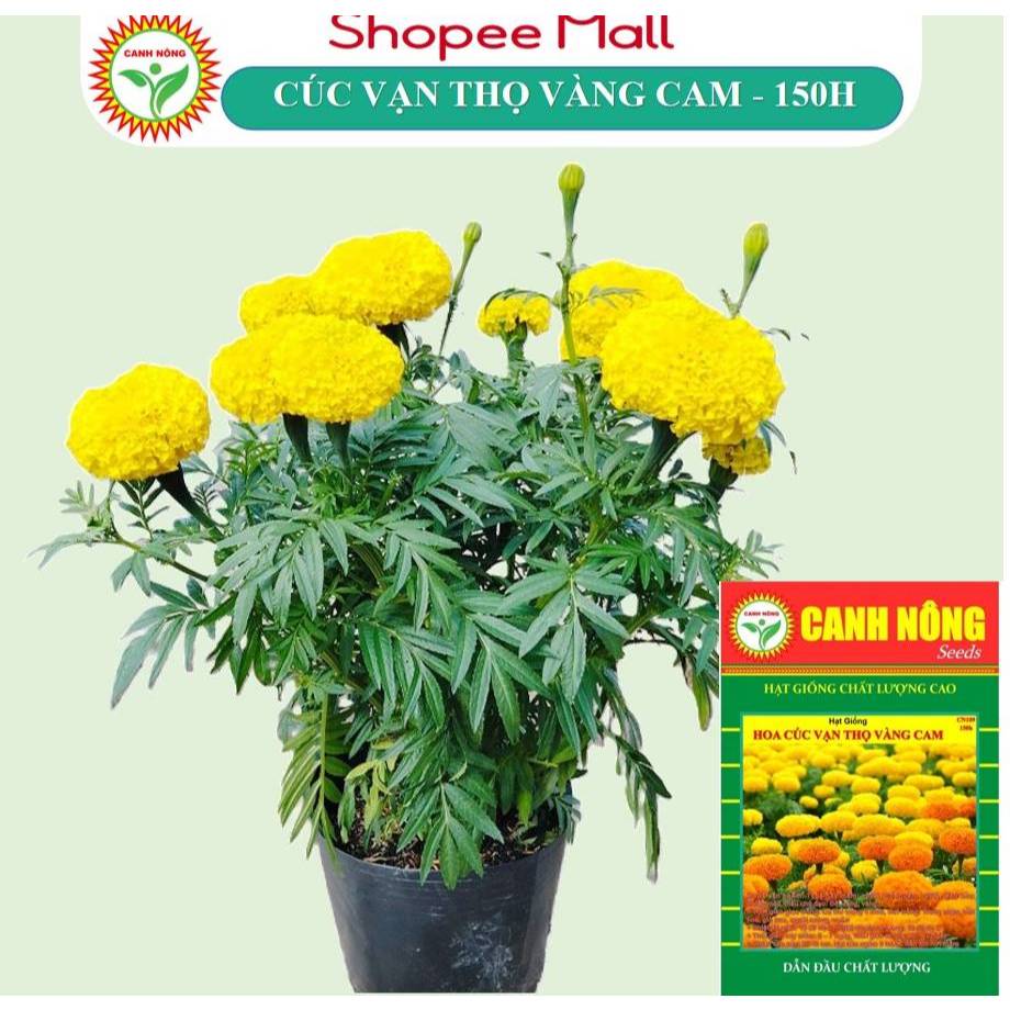 Hạt giống Hoa Cúc Vạn Thọ Pháp Vàng Cam (0,21g~150 hạt) thích hợp trồng chậu, quanh năm - Hạt giống CANH NÔNG