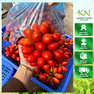Quả Máu Rừng Tây Bắc Chín Tự Nhiên | Ngâm Rượu Ngon - Ngâm Siro Đẹp Màu, Thơm Dễ Uống