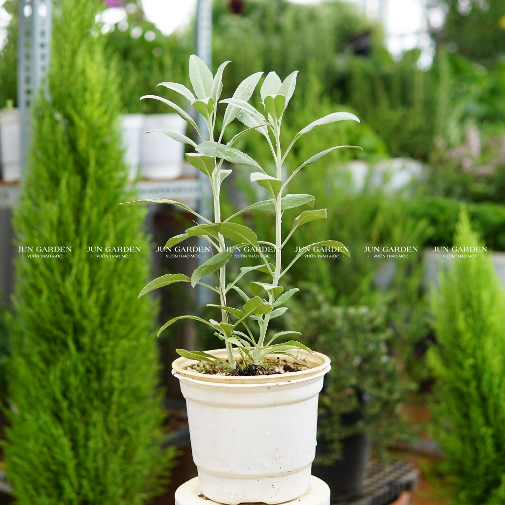 Cây Xô Thơm Trắng White Sage (Salvia Apiana) Jun Garden | Shopee Việt Nam