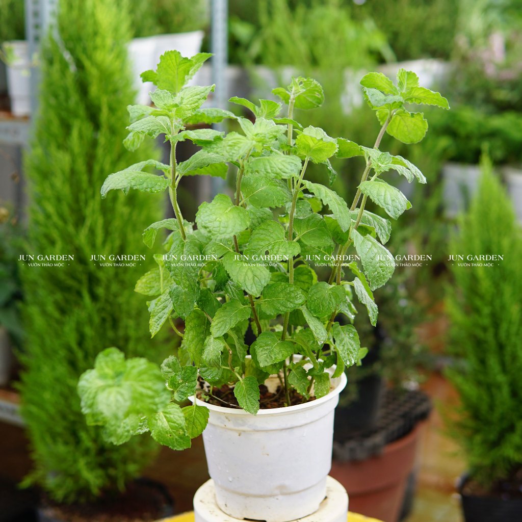 Cây Bạc Hà Bưởi - Grapefruit Mint, Pha Chế, Nấu Ăn, Xông Nhà, Cocktail