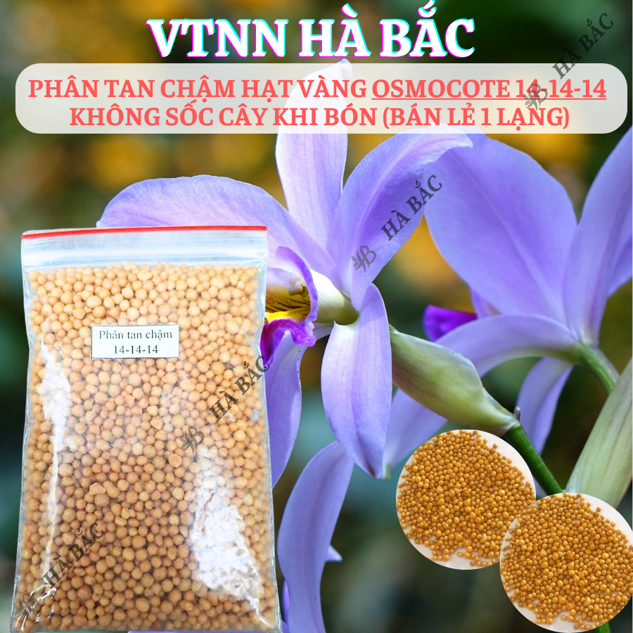 Phân Tan Chậm Hạt Vàng Osmocote 14-14-14 Không Sốc Cây Khi Bón Phong Lan Cây Kiểng Bonsai (Bán Lẻ 1 Lạng)