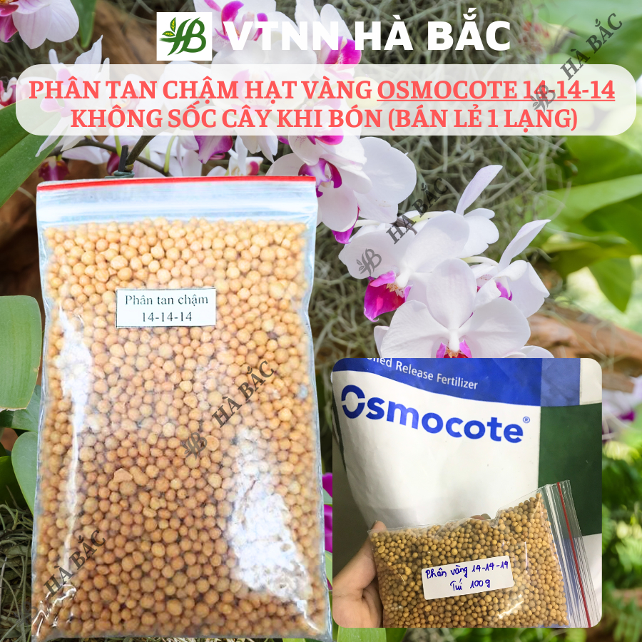 Phân Tan Chậm Hạt Vàng Osmocote 14-14-14 Không Sốc Cây Khi Bón Phong Lan Cây Kiểng Bonsai (Bán Lẻ 1 Lạng)