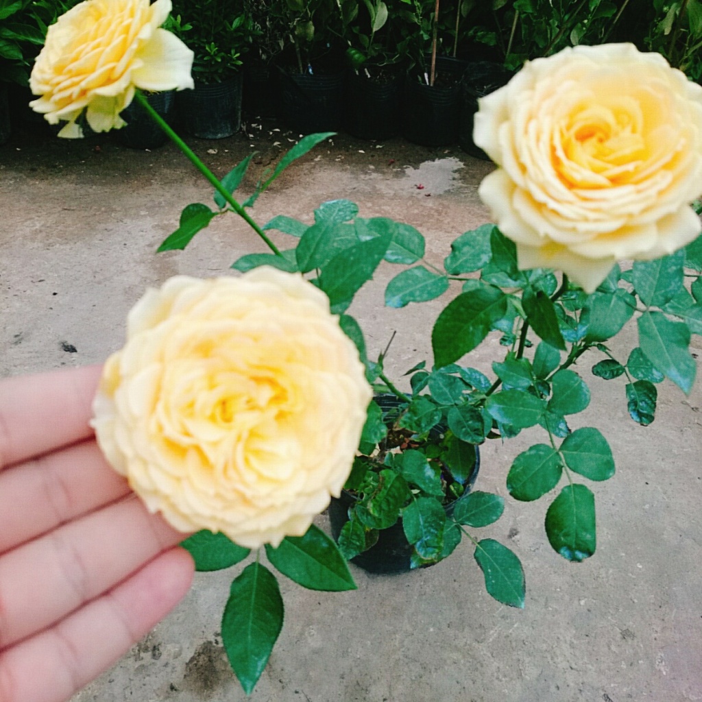 Hoa Hồng Leo Vàng Cam Caramel Rose - cây cảnh đẹp trồng sân vườn hàng rào, ban công hương thơm nhẹ