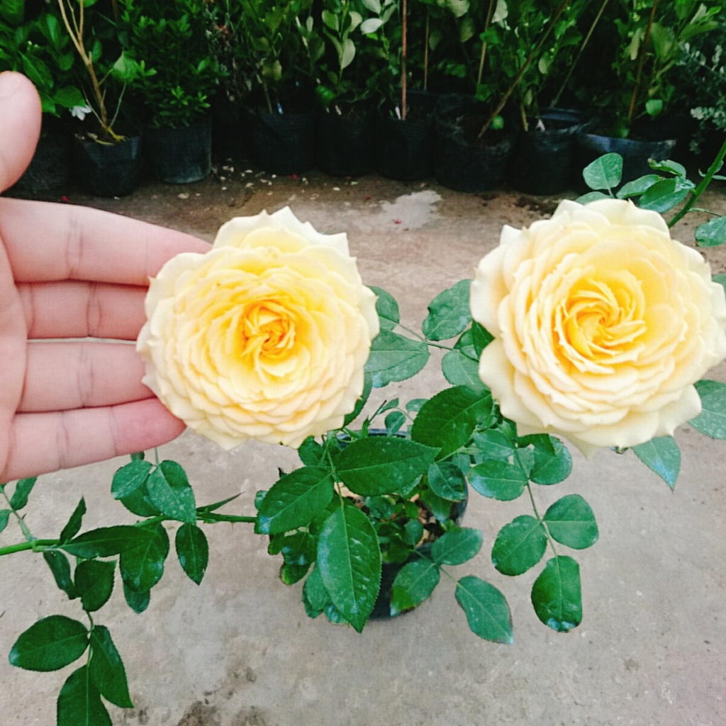 Hoa Hồng Leo Vàng Cam Caramel Rose - cây cảnh đẹp trồng sân vườn hàng rào, ban công hương thơm nhẹ