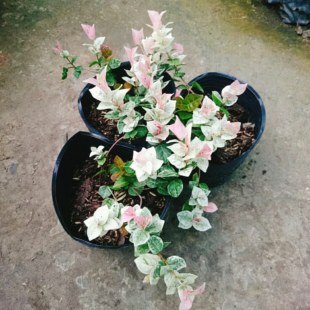 Cây thằn lằn cẩm thạch ( cây thằn lằn leo tường )