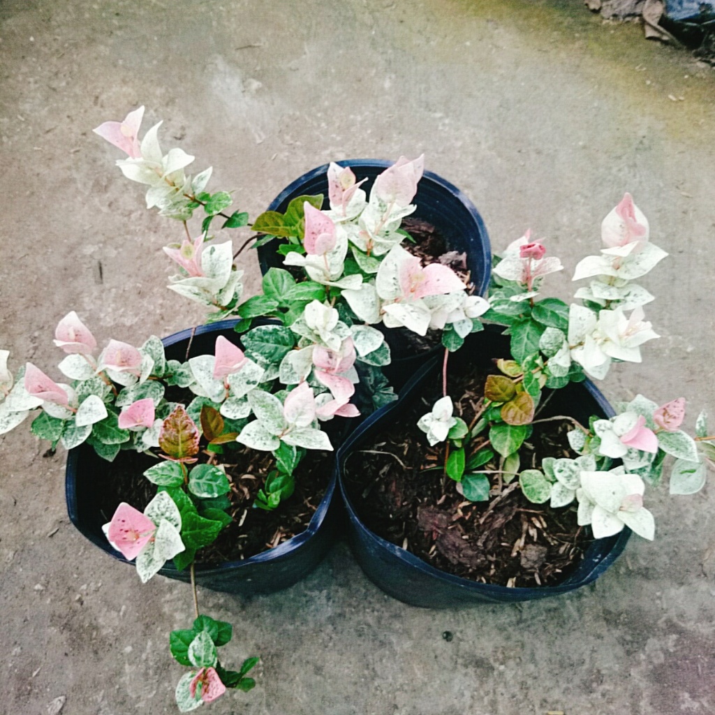 Cây thằn lằn cẩm thạch ( cây thằn lằn leo tường )