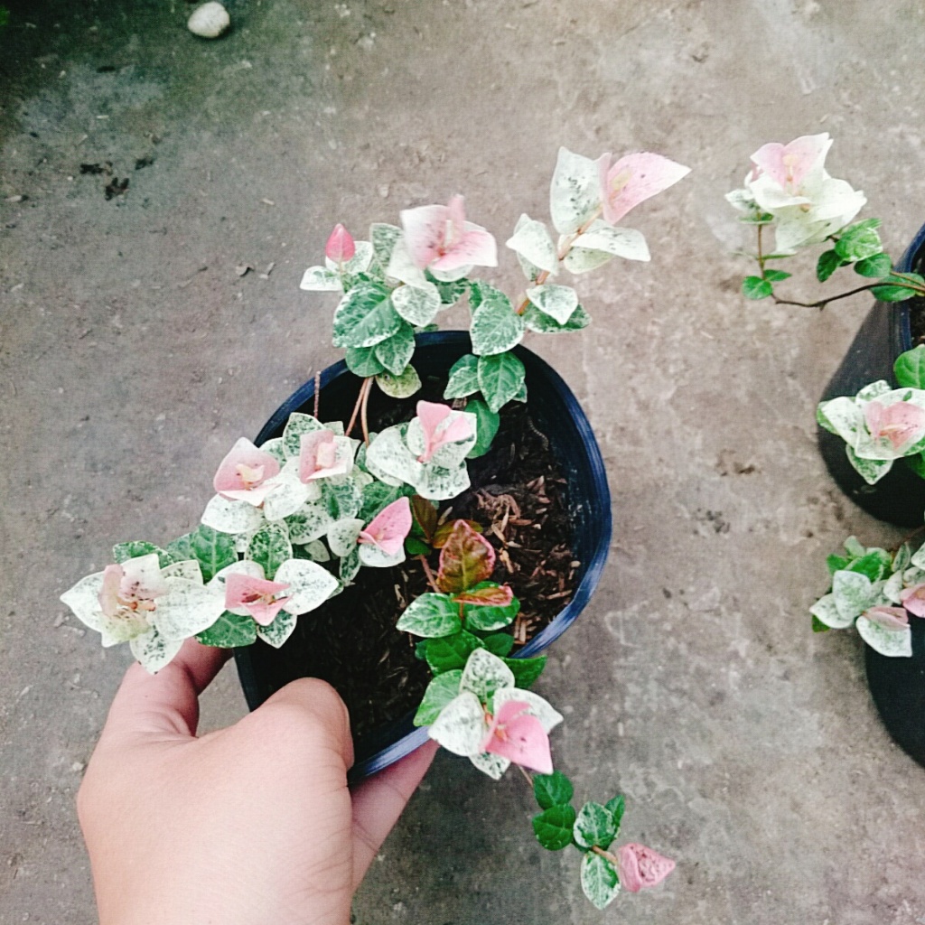 Cây thằn lằn cẩm thạch ( cây thằn lằn leo tường )