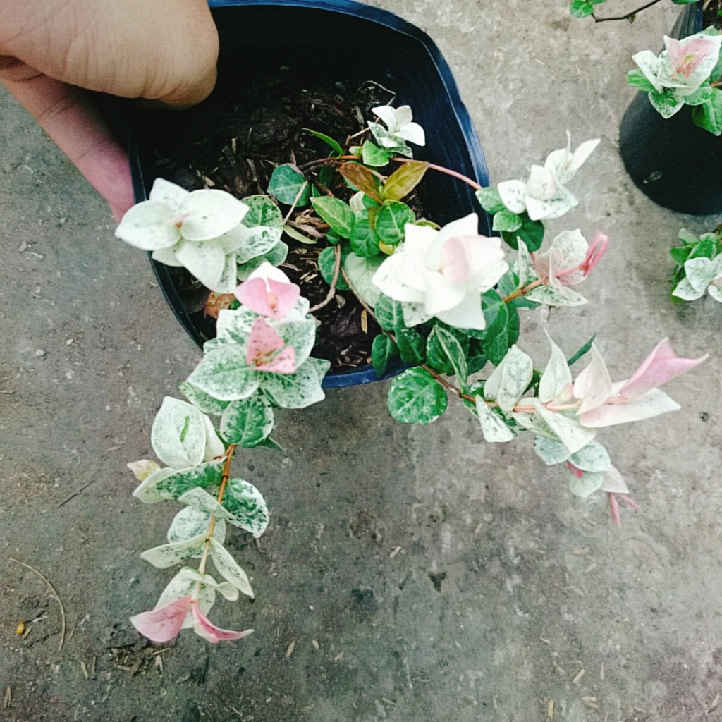 Cây thằn lằn cẩm thạch ( cây thằn lằn leo tường )