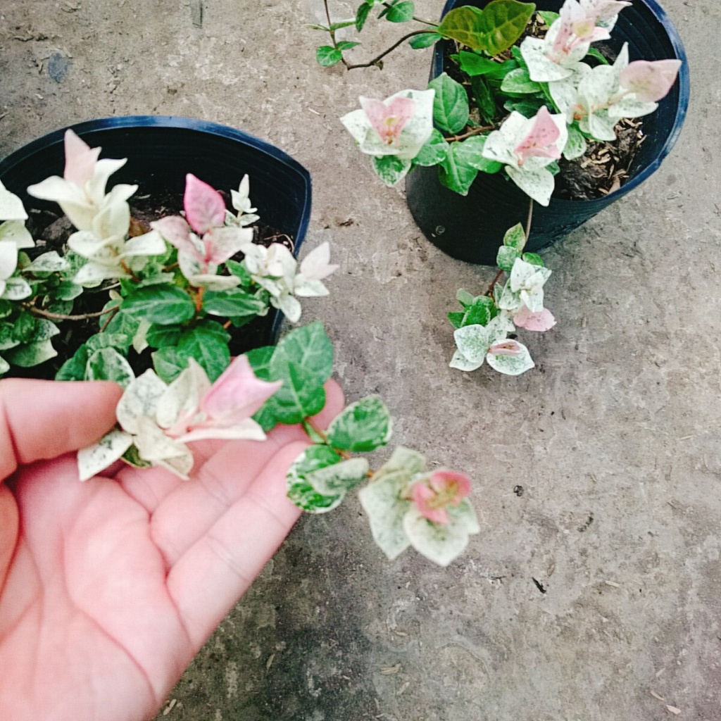 Cây thằn lằn cẩm thạch ( cây thằn lằn leo tường )