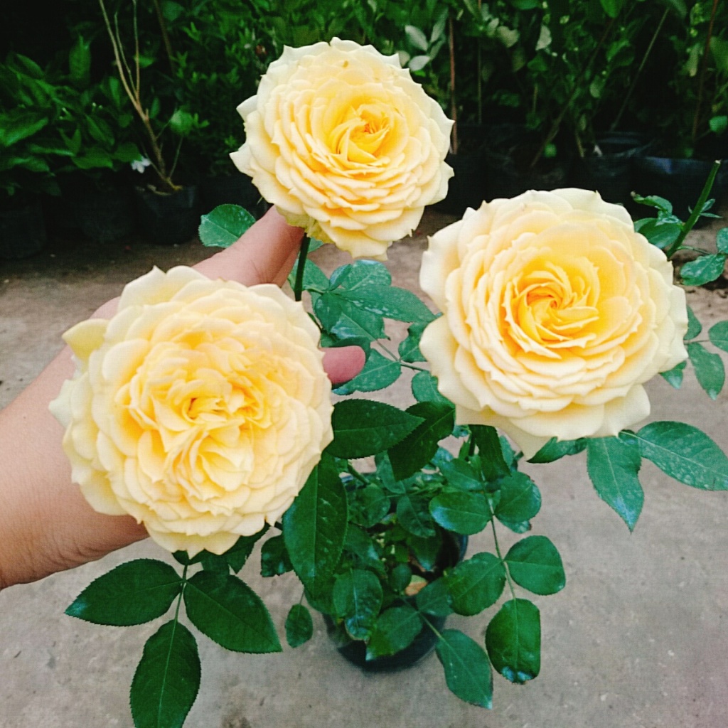 Hoa Hồng Leo Vàng Cam Caramel Rose - cây cảnh đẹp trồng sân vườn hàng rào, ban công hương thơm nhẹ
