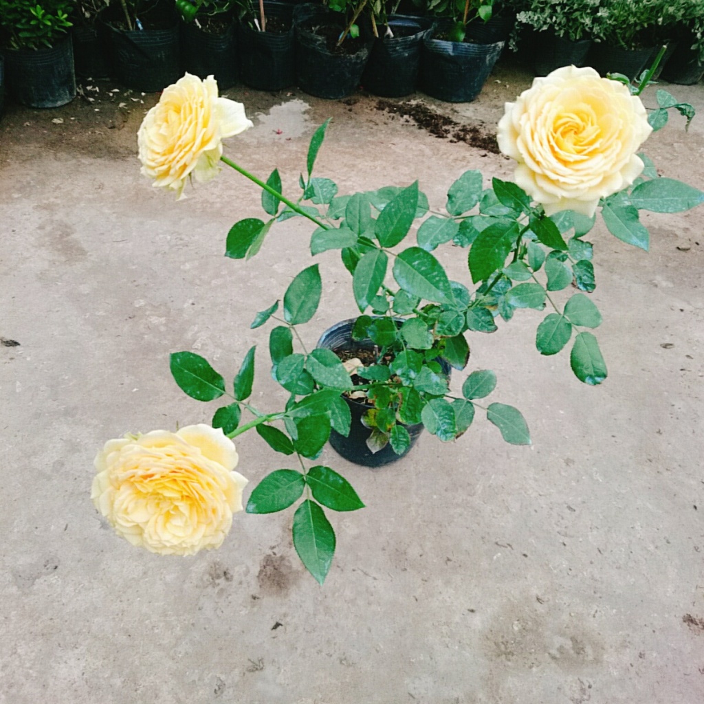 Hoa Hồng Leo Vàng Cam Caramel Rose - cây cảnh đẹp trồng sân vườn hàng rào, ban công hương thơm nhẹ