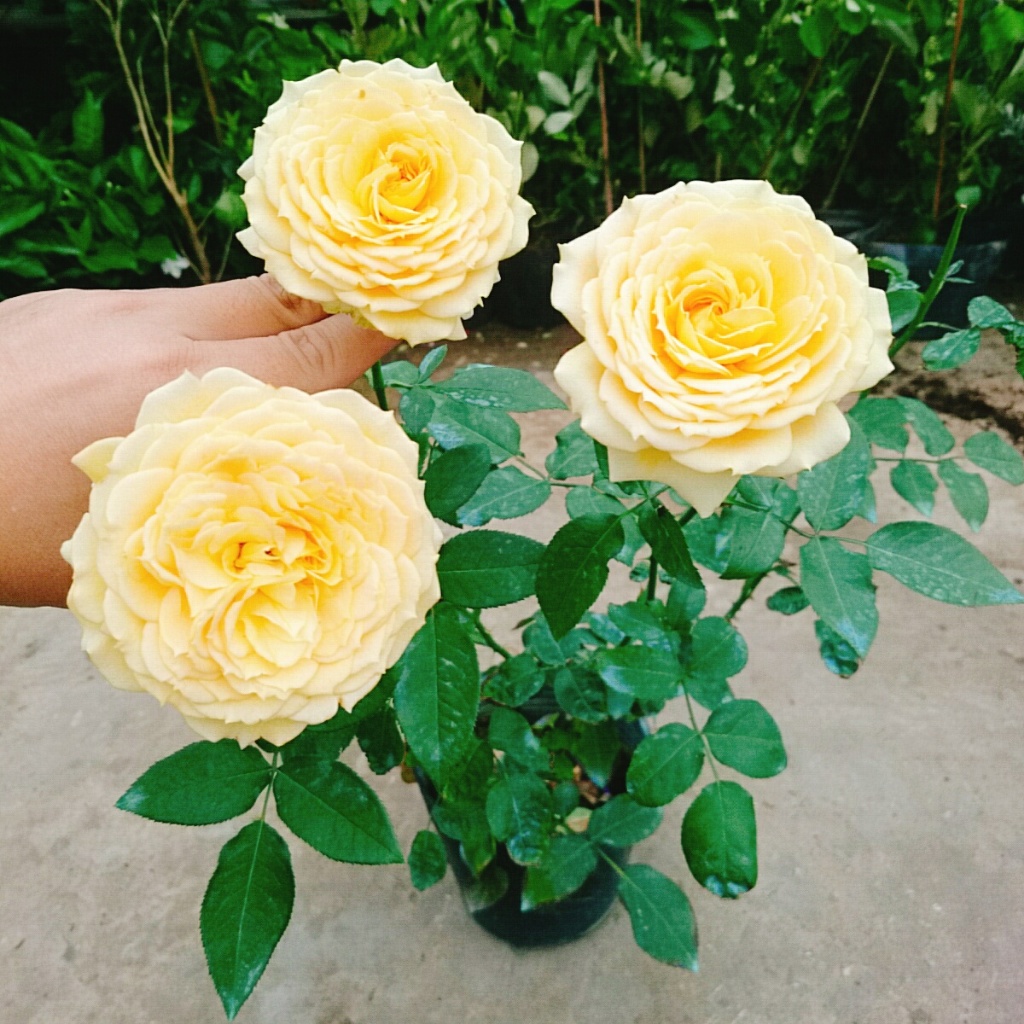 Hoa Hồng Leo Vàng Cam Caramel Rose - cây cảnh đẹp trồng sân vườn hàng rào, ban công hương thơm nhẹ