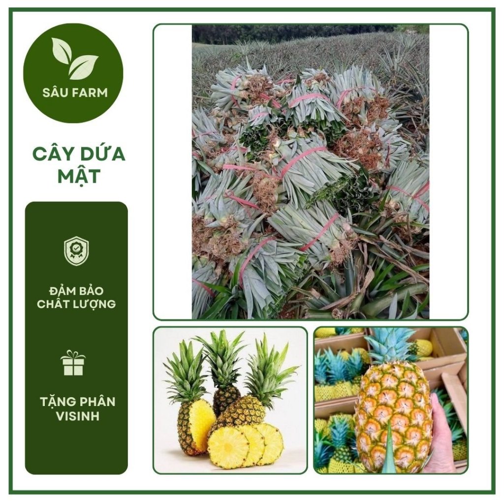Cây giống Dứa Md2/ Dứa mật siêu ngọt/ Cho năng suất cao ( ảnh thật số 2 ...