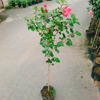 Cây Hoa Dâm Bụt Hồng Cánh Kép Size Lớn cao 120cm cây 1 cốt dáng tree 2 năm tuổi