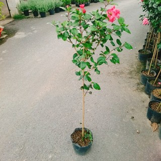 Cây Hoa Dâm Bụt Hồng Cánh Kép Size Lớn cao 120cm cây 1 cốt dáng tree 2 năm tuổi