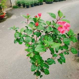 Cây Hoa Dâm Bụt Hồng Cánh Kép Size Lớn cao 120cm cây 1 cốt dáng tree 2 năm tuổi