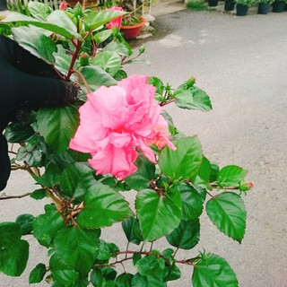 Cây Hoa Dâm Bụt Hồng Cánh Kép Size Lớn cao 120cm cây 1 cốt dáng tree 2 năm tuổi