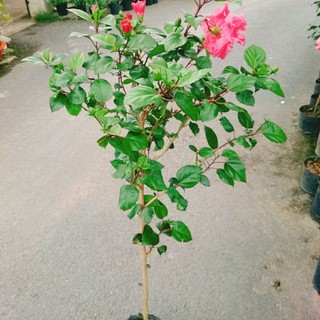 Cây Hoa Dâm Bụt Hồng Cánh Kép Size Lớn cao 120cm cây 1 cốt dáng tree 2 năm tuổi