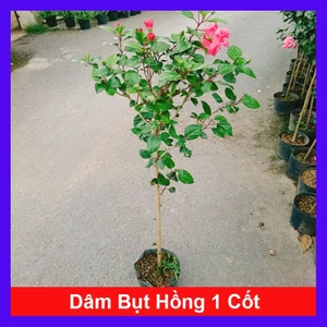 Cây Hoa Dâm Bụt Hồng Cánh Kép Size Lớn cao 120cm cây 1 cốt dáng tree 2 năm tuổi