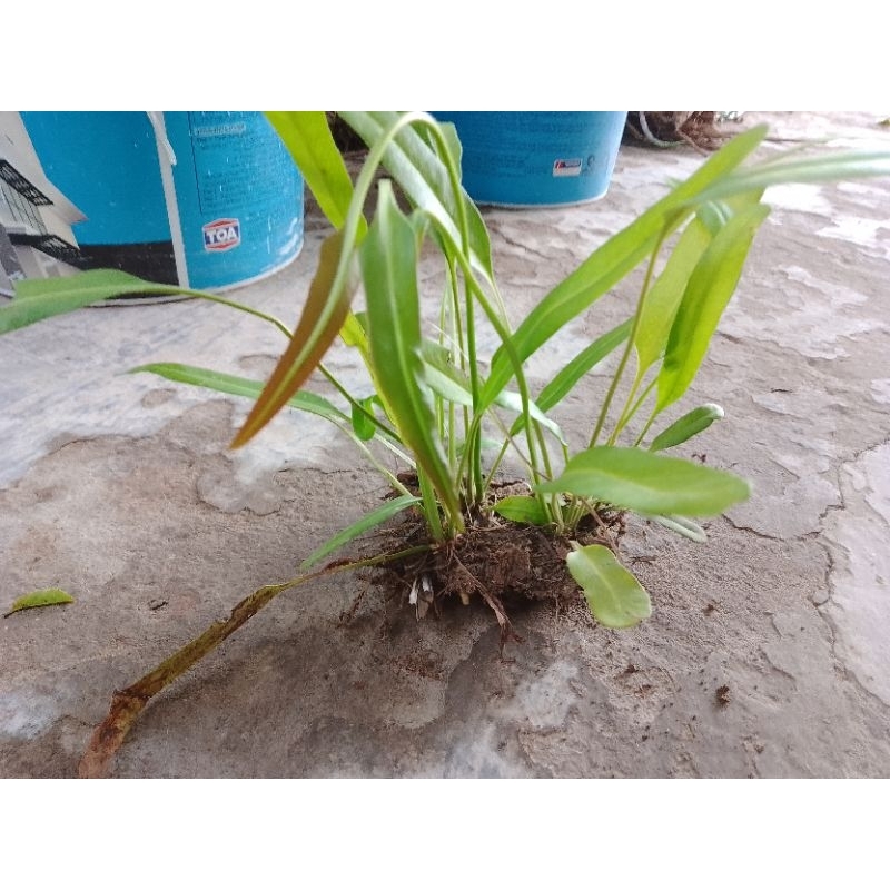 5 giống cây rau choại, cây ráng để hòn non bộ, hồ cá ( vị như đọt chạy ...
