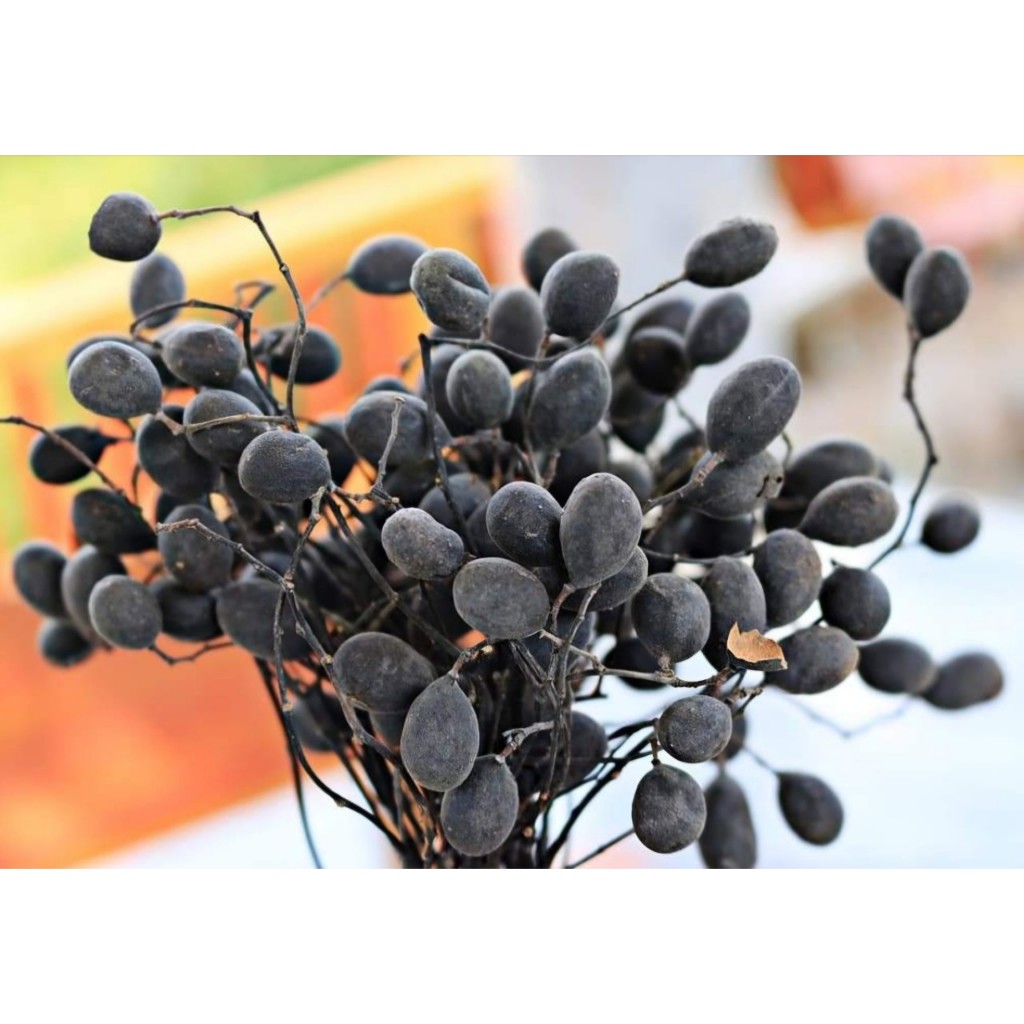Cây giống Say rừng | Shopee Việt Nam