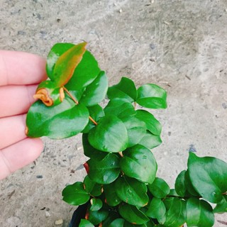 Cây Cherry Nam Mỹ - cherry Surinam - cây cherry Khía có quả sau 6 tháng phù hợp khí hậu 3 miền VN