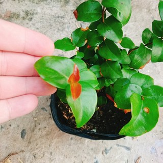 Cây Cherry Nam Mỹ - cherry Surinam - cây cherry Khía có quả sau 6 tháng phù hợp khí hậu 3 miền VN