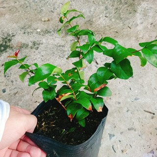 Cây Cherry Nam Mỹ - cherry Surinam - cây cherry Khía có quả sau 6 tháng phù hợp khí hậu 3 miền VN