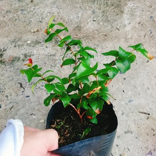 Cây Cherry Nam Mỹ - cherry Surinam - cây cherry Khía có quả sau 6 tháng phù hợp khí hậu 3 miền VN
