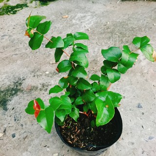Cây Cherry Nam Mỹ - cherry Surinam - cây cherry Khía có quả sau 6 tháng phù hợp khí hậu 3 miền VN