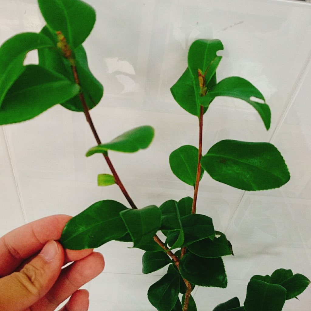 Cây Trà My Tứ Quý (Size Trung cao 40-60cm) cây cảnh biểu tượng cho tài lộc và phú quý