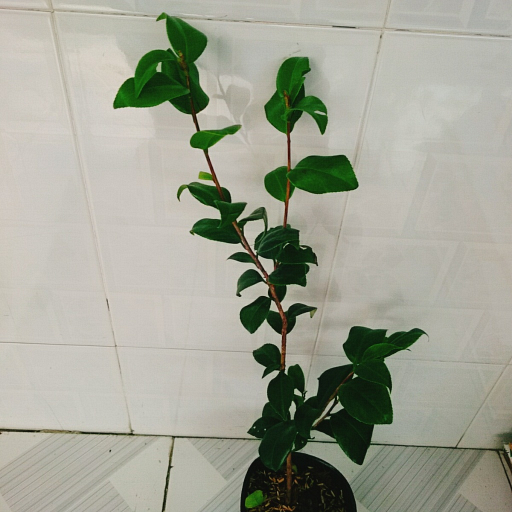 Cây Trà My Tứ Quý (Size Trung cao 40-60cm) cây cảnh biểu tượng cho tài lộc và phú quý