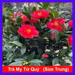 Cây Trà My Tứ Quý (Size Trung cao 40-60cm) cây cảnh biểu tượng cho tài lộc và phú quý